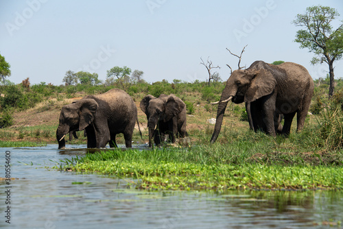 Éléphant d'Afrique, femelle et jeune, Loxodonta africana, Parc national Kruger, Afrique du Sud