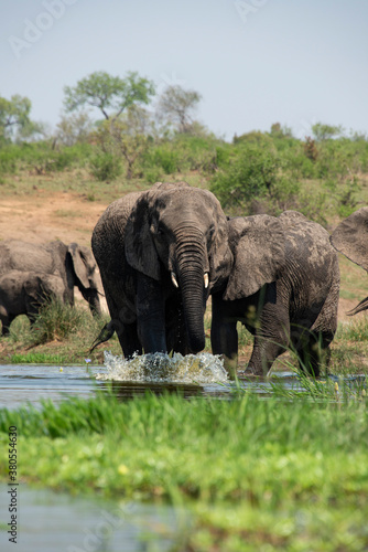   l  phant d Afrique  femelle et jeune  Loxodonta africana  Parc national Kruger  Afrique du Sud