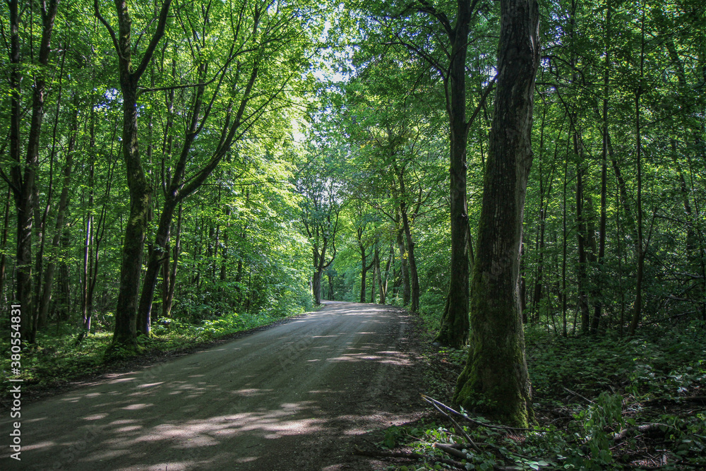 Obraz premium Road in the European forest.