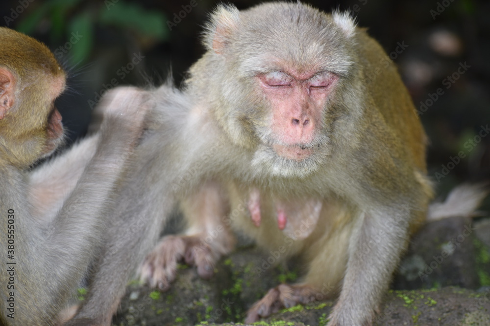 The Hanuman langurs are are biggest species of Old World monkeys found in the Indian subcontinent. ... Other sub species of Gray Langurs in India are black-footed gray langur, Tufted gray langur and K The Hanuman langurs are are biggest species of Old World monkeys found in the Indian subcontinent. ... Other sub species of Gray Langurs in India are black-footed gray langur, Tufted gray langur and K