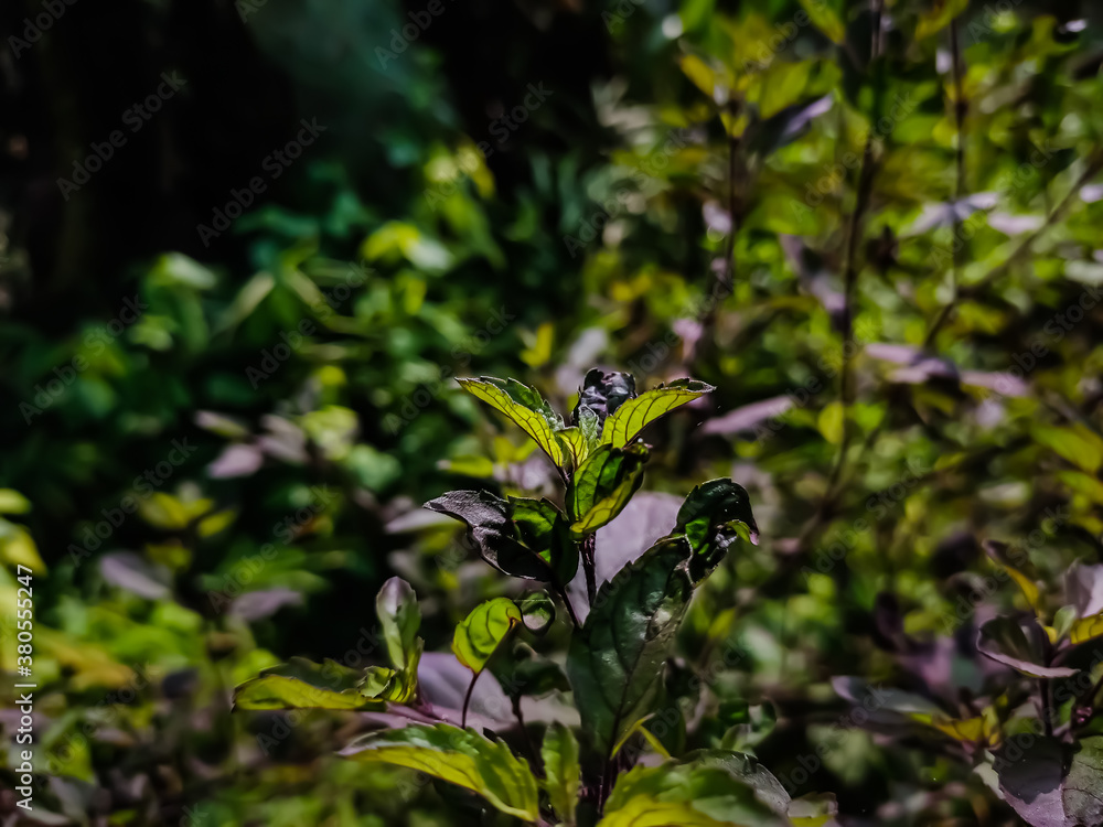 Ocimum tenuiflorum commonly known as holy basil or tulsi, It is native to the Indian subcontinent and widespread as a cultivated plant throughout the Southeast Asian tropics. Ocimum tenuiflorum commonly known as holy basil or tulsi, It is native to the Indian subcontinent and widespread as a cultivated plant throughout the Southeast Asian tropics.