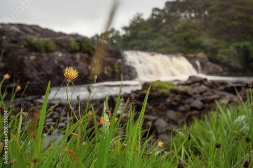 Fresh green grass with water beads and flowers in focus, Aasleagh waterfall out of focus in the background, County Mayo, Ireland.