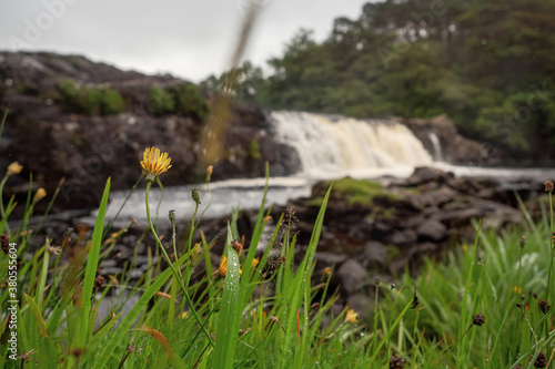 Fresh green grass with water beads and flowers in focus, Aasleagh waterfall out of focus in the background, County Mayo, Ireland. photo