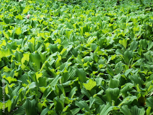 Water lettuec (Pistia stratiotes L.). Aquatic plant leaves hit the warm morning light with a beautiful yellow-green hue. For background wallpaper. Selective focus photo