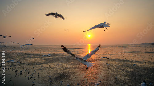 Valokuva Seagulls over the sea with sunset at Bang Pu recreation centre, Samut Prakan, Th
