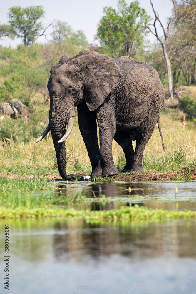 Fototapeta premium Éléphant d'Afrique, Loxodonta africana, Parc national Kruger, Afrique du Sud
