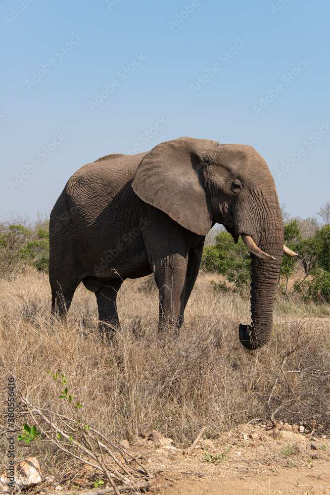 Éléphant d'Afrique, Loxodonta africana, Parc national Kruger, Afrique du Sud