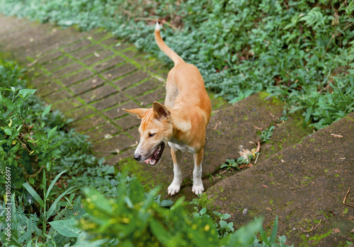 Dog Outside photo