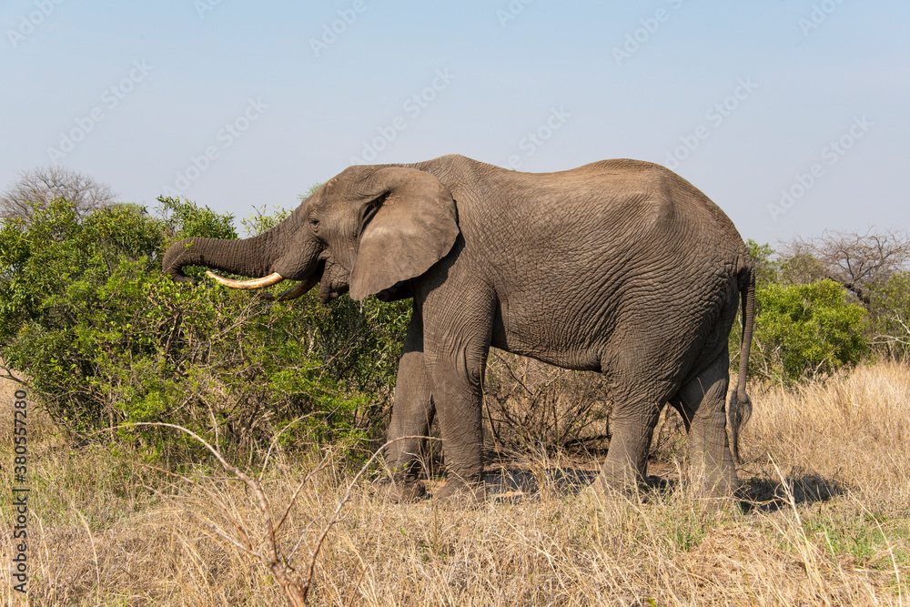 Éléphant d'Afrique, Loxodonta africana, Parc national Kruger, Afrique du Sud