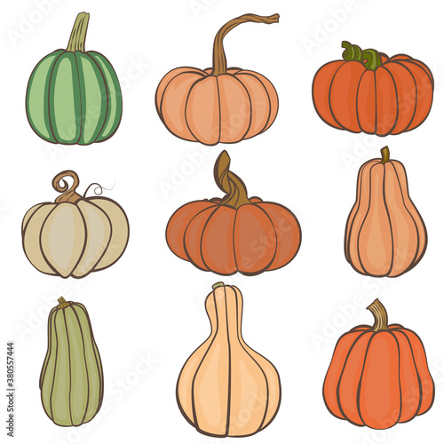 wallpaper of different kinds of pumpkins on a white background for autumn