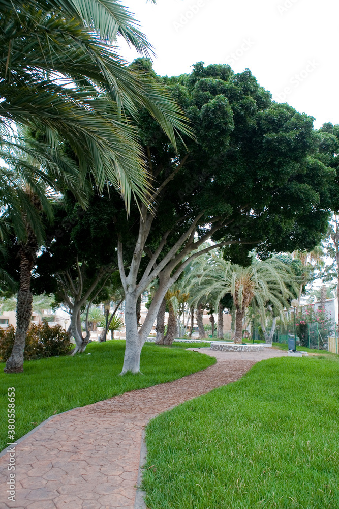 landscape by the road among exotic palm trees landscape by the road among exotic palm trees
