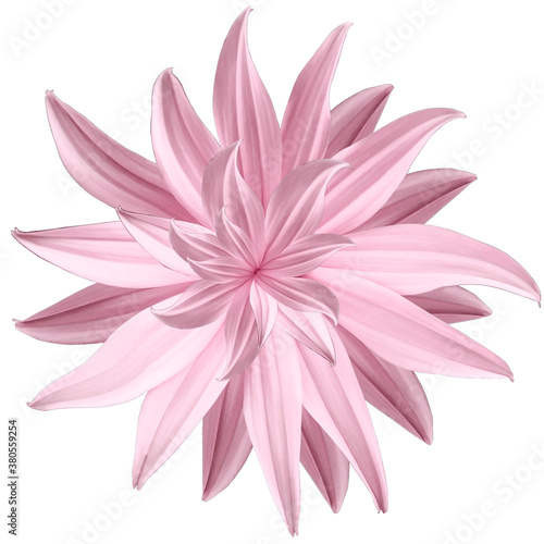 Pink flower lotus on a white isolated background with clipping path.  Closeup.  no shadows. For design.  Nature.