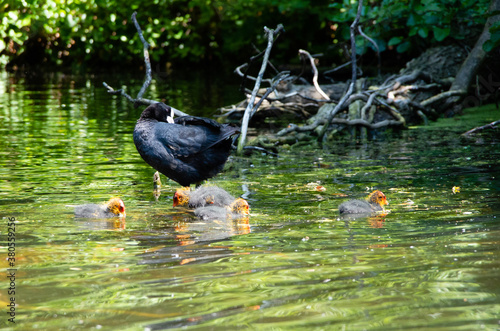 water chicken photo