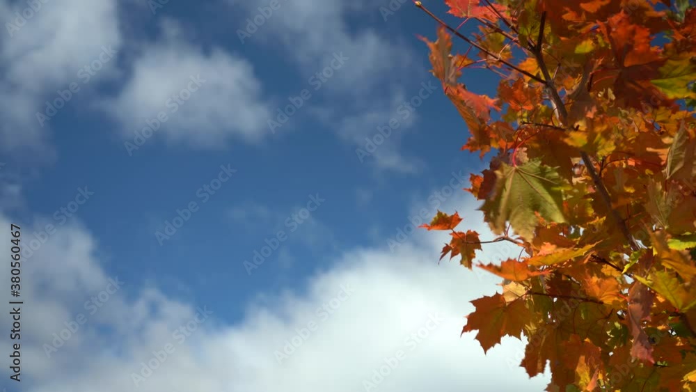 Yellow maple leaves and sun. Orange leaves of a maple tree on a background of blue sky, beautiful autumn nature. Yellow maple leaves and sun. Orange leaves of a maple tree on a background of blue sky, beautiful autumn nature.