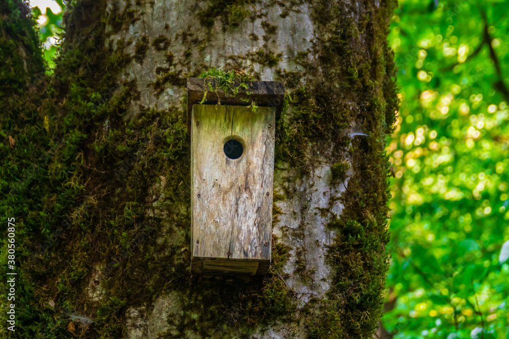 Handmade birdhouse on the old tree with moss in forest