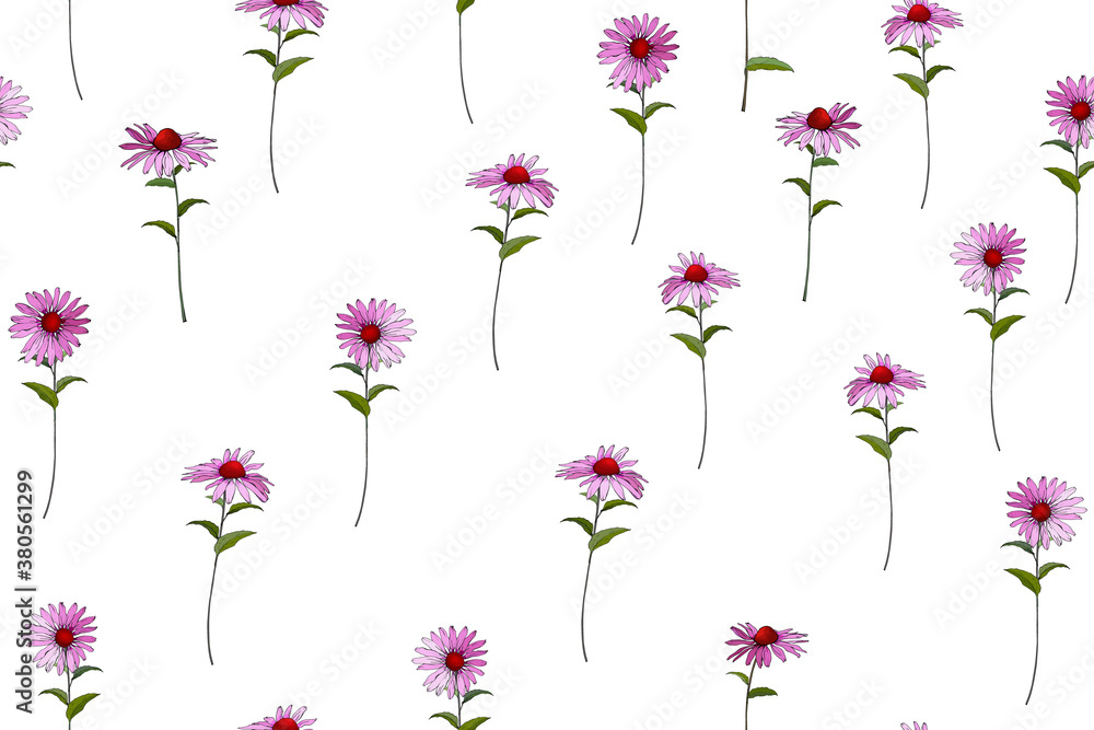 Floral seamless pattern with Echinacea Purpurea . Pink flowers on white background. For your design, textile, wallpapers, print, greeting. Vector.