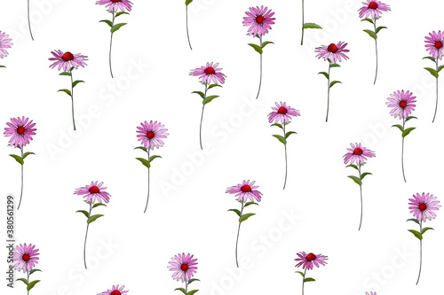 Floral seamless pattern with Echinacea Purpurea . Pink flowers on white background. For your design, textile, wallpapers, print, greeting. Vector.
