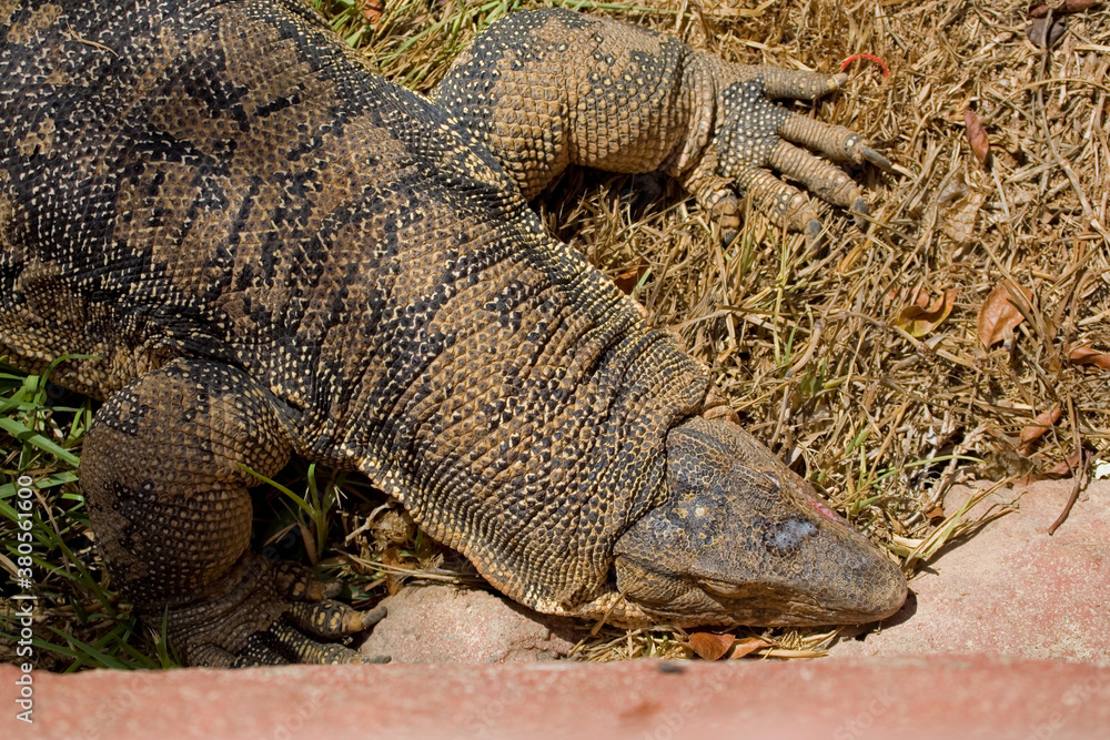 brown large predatory dragon lizard close-up brown large predatory dragon lizard close-up