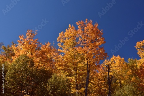 Fall colors in Canadian forest, Quebec