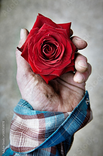 A man`s hand holding a single red rose photo