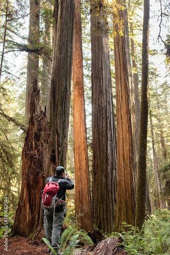 Photograping Redwoods photo