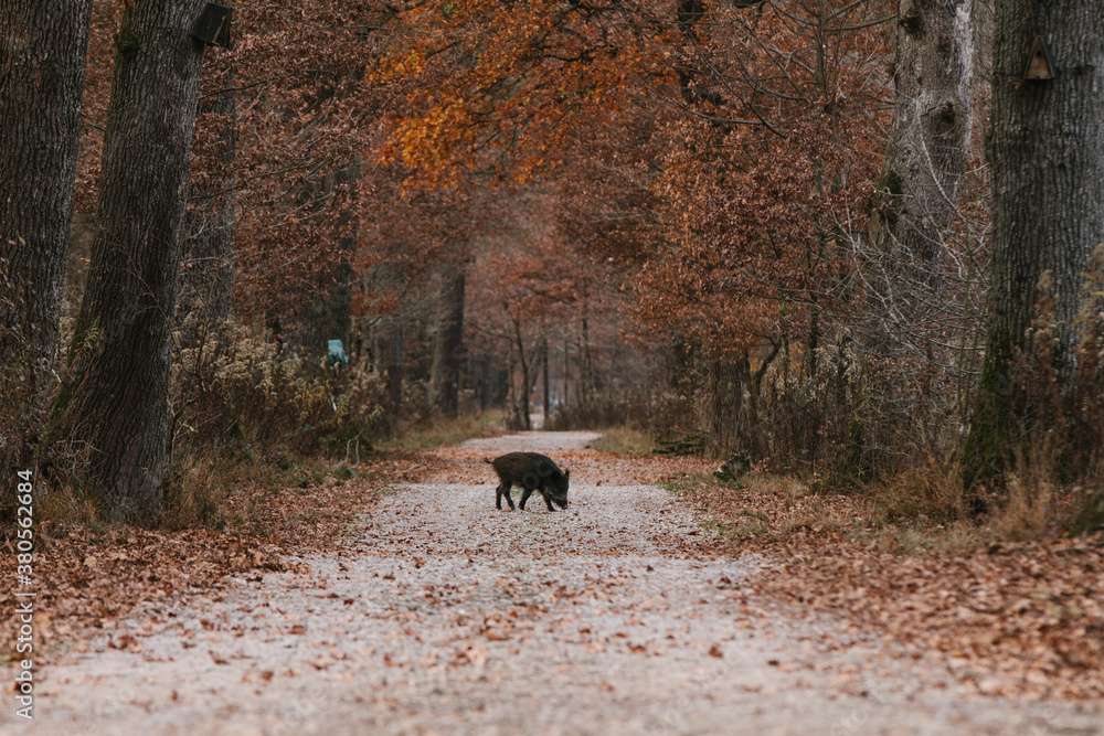 wild boar crossing a path in autumnal forest wild boar crossing a path in autumnal forest