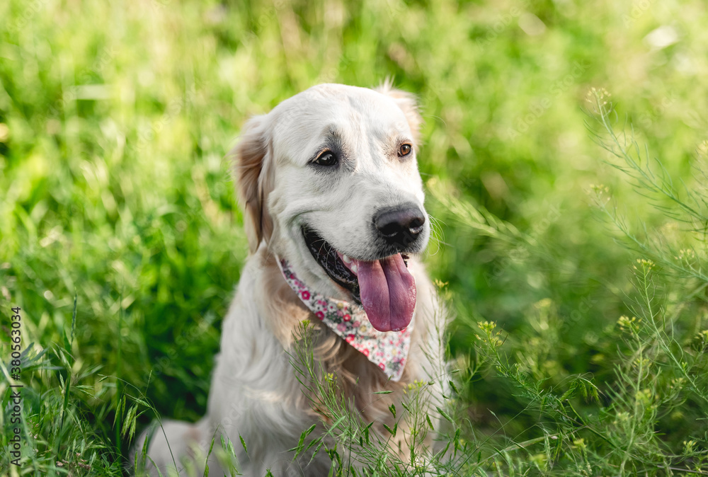 Cute muzzle of golden retriever Cute muzzle of golden retriever