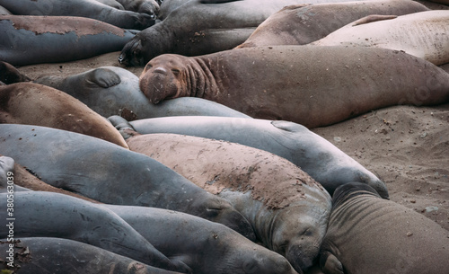 spleeping beauties photo