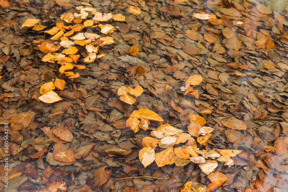 Fallen leaves floating on a creek in autumn Fallen leaves floating on a creek in autumn