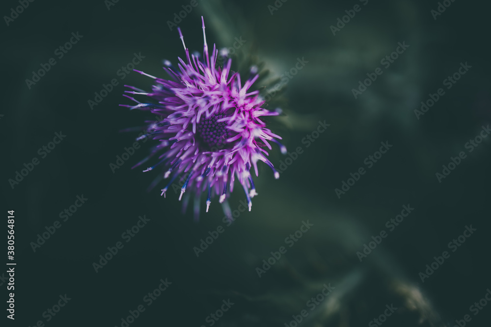 purple flowers on a dark green background in the garden in close-up purple flowers on a dark green background in the garden in close-up