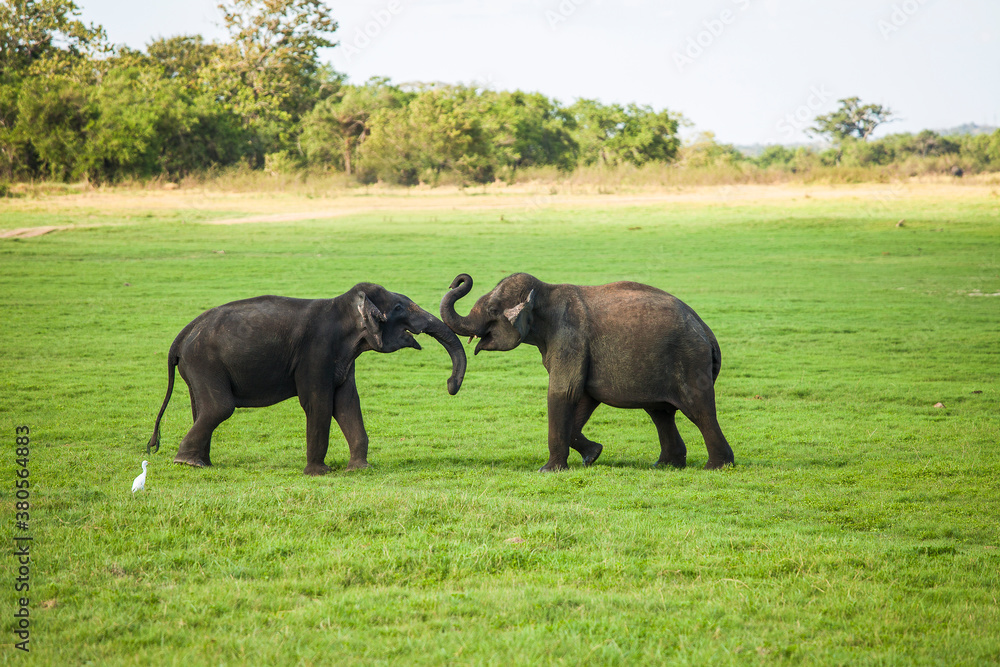 Fototapeta premium Two young elephant bulls