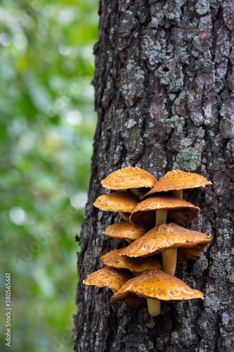 Mushrooms colony grow on the trunk of a tree. Pholiota aurivella in the forest in autumn, close up, vertical photo, selective focus