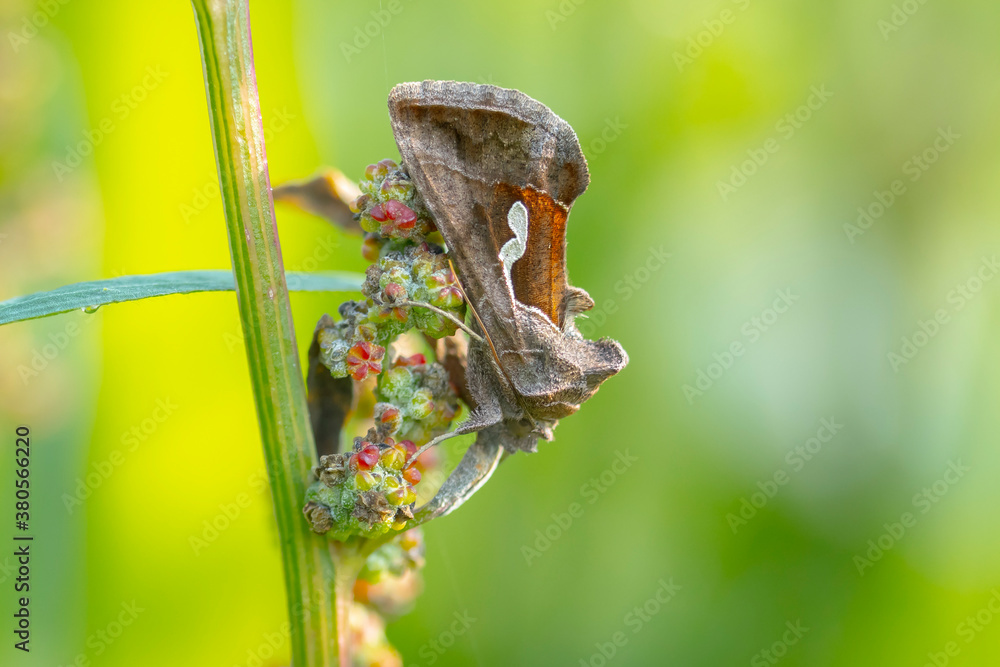 Day active Silver Y Autographa gamma moth pollinating on pink and