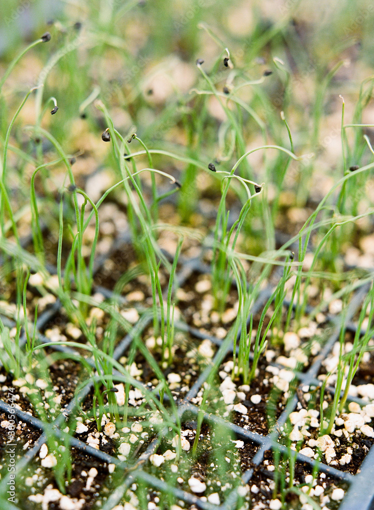 Seeds sprouting in tray Seeds sprouting in tray