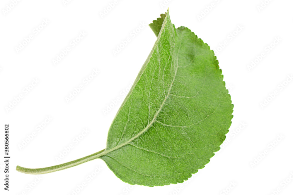 Obraz premium Apple leaf closeup