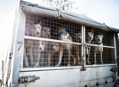 Abandoned dogs in a truck