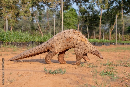 Indian Pangolin or Anteater  Manis crassicaudata  one of the most traffic smuggled wildlife species in the world for its scales and meat 