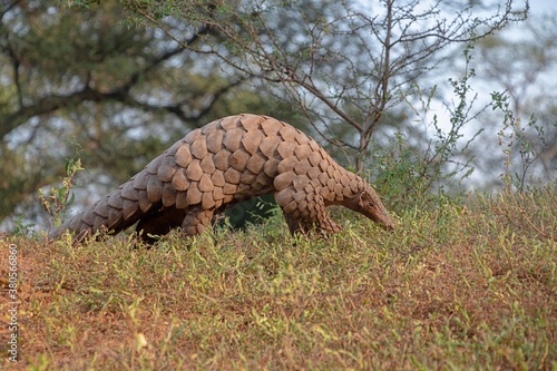 Indian Pangolin or Anteater (Manis crassicaudata) one of the most traffic/smuggled wildlife species in the world for its scales and meat 