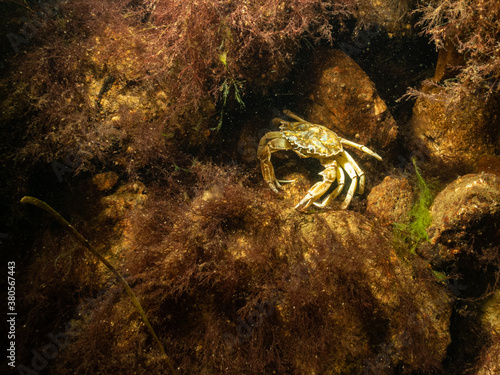 A closeup picture of a crab in a beautiful marine environment. Picture from Oresund  Malmo in southern Sweden.