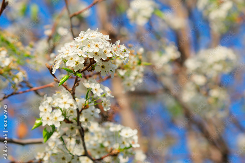 Obraz premium アメリカの桜