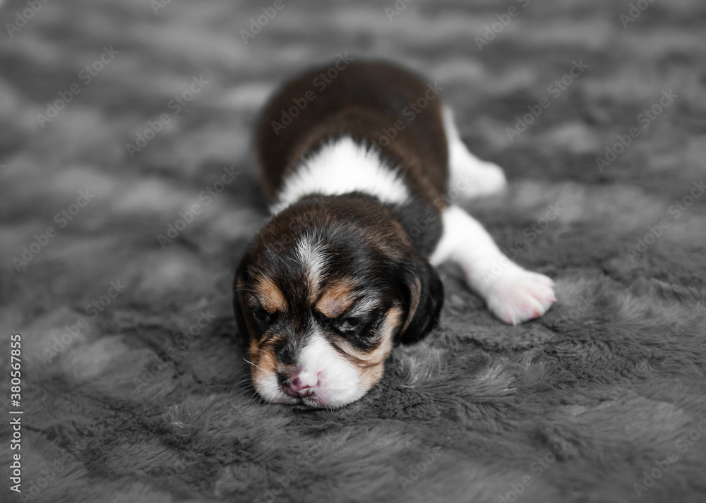 Cute puppy sleeping on veil