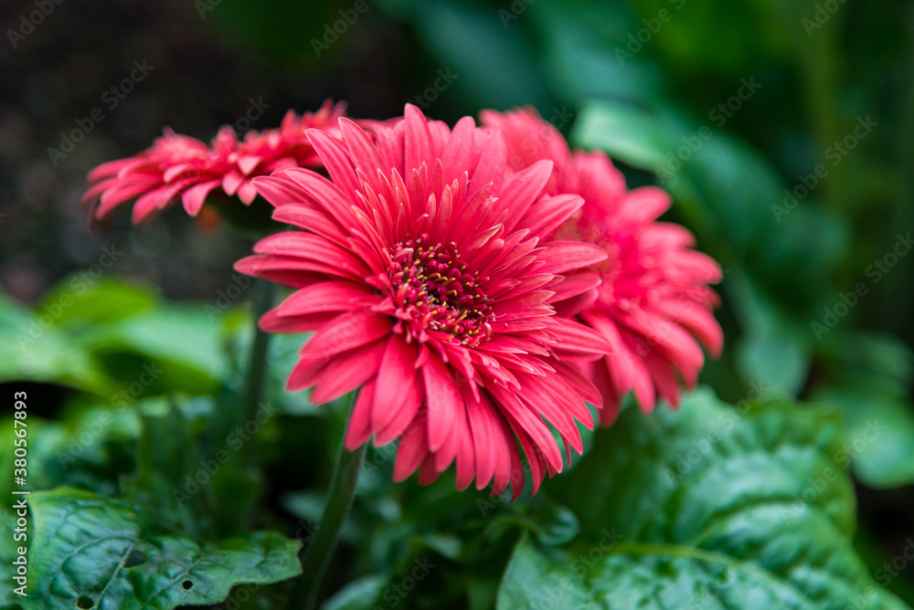Macro Shot of Red Flower Macro Shot of Red Flower