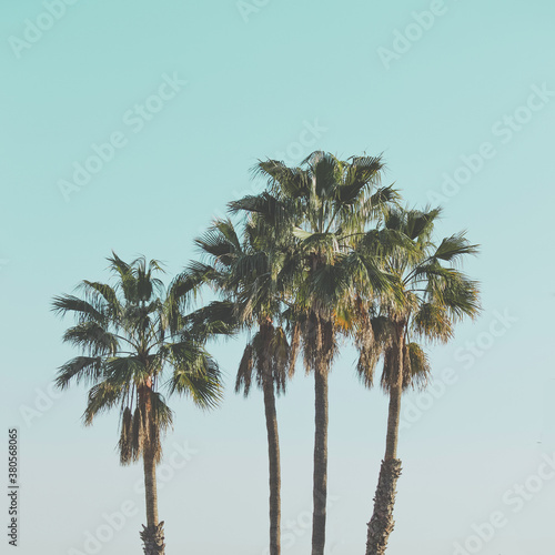 Palm Trees photo