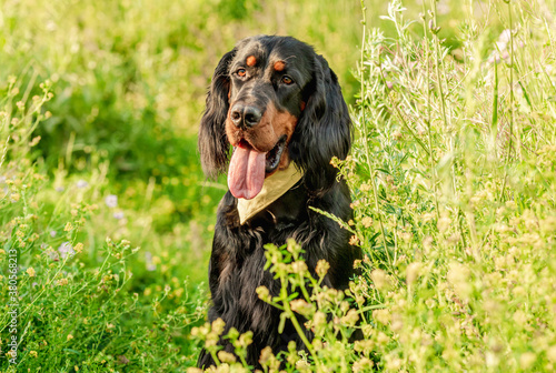 Gordon setter walking outdoors on field