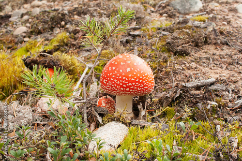 Wallpaper Mural Bright red beautiful mushroom fly agaric in the forest. Torontodigital.ca