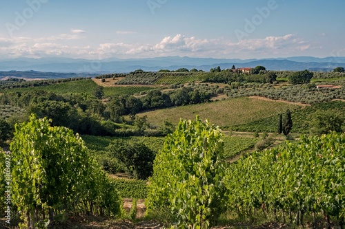 Vineyards at the Tuscany Region in Italy near Gambassi Terme 