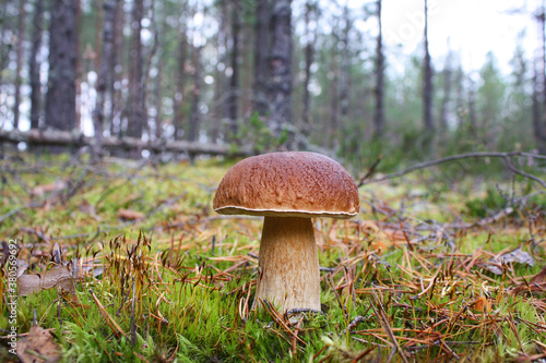 Large beautiful white mushroom on the background of a forest landscape.