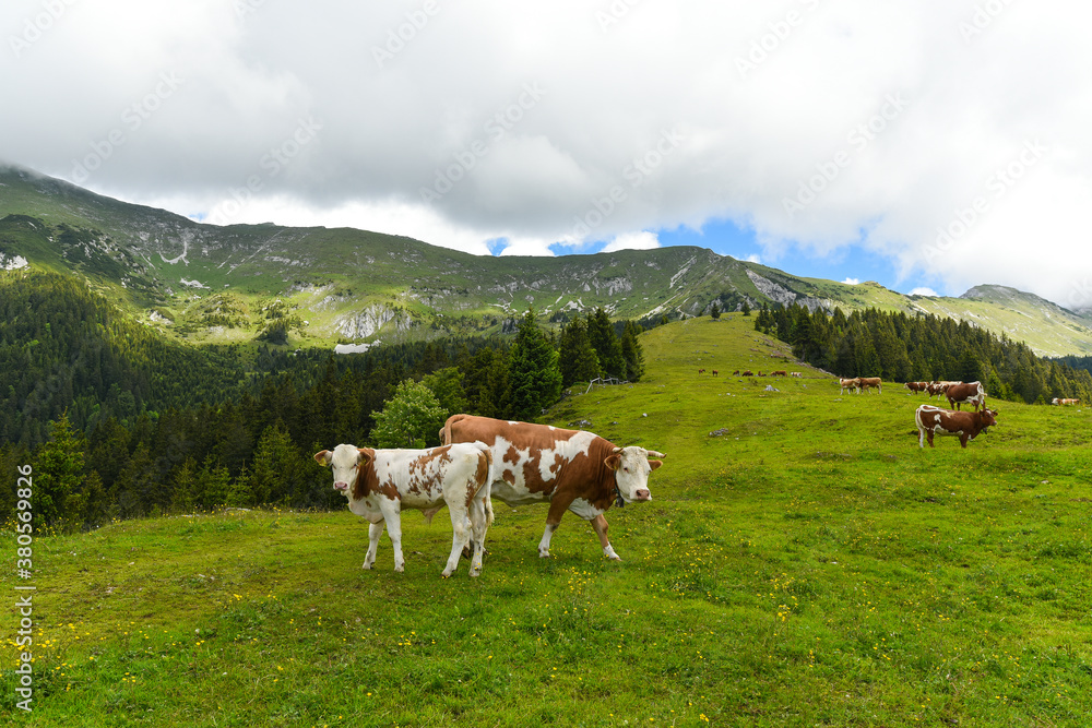Dairy Cows in Alps