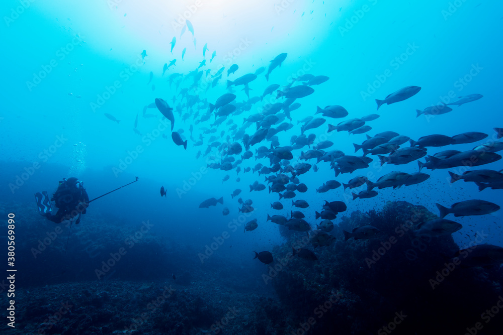 scuba diver scuba diver