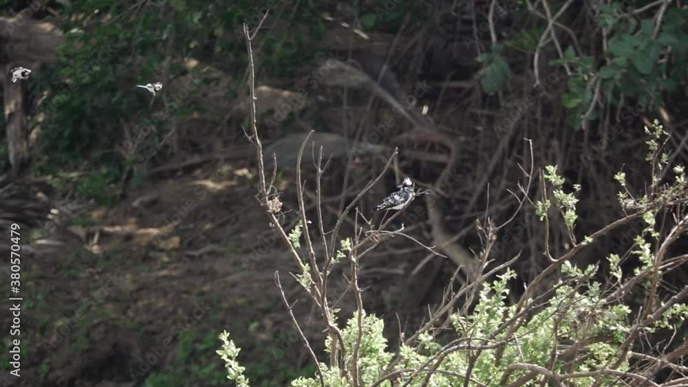 Spectacular view of kingfisher and two birds flying Spectacular view of kingfisher and two birds flying